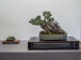 10 - Olivenbaum - Olea europaea Bonsai am Rübenberge_138.jpg