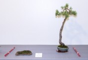 27 - Kiefer - Pinus sylvestris_BonsAK Oldenburg_091.jpg