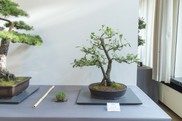 61 - Schlehdorn - Prunus spinosa_Bonsaigarten Hannover_037.jpg